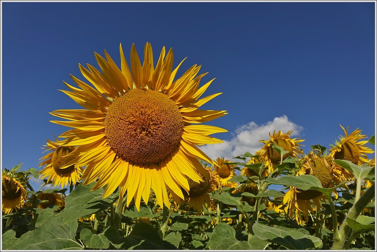 Sonnenblume
(25.07.2020)