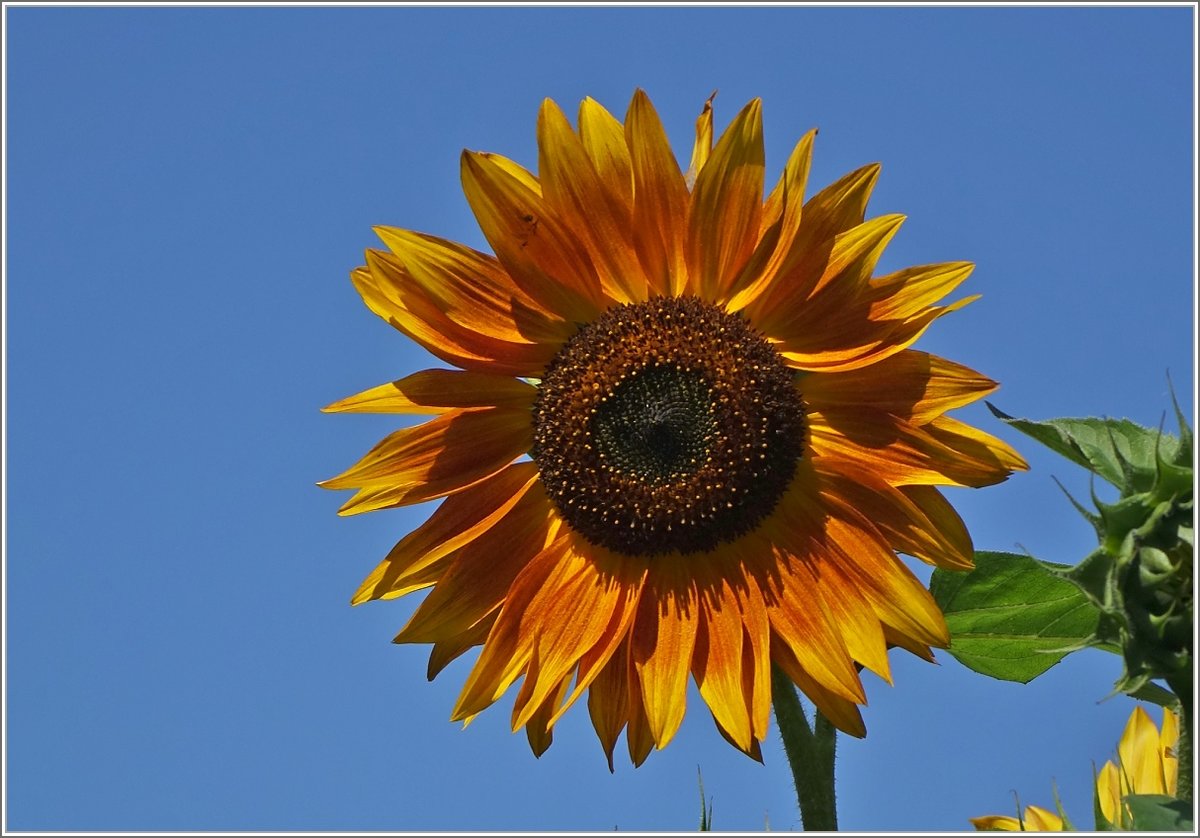 Sonnenblume
(30.08.2019)