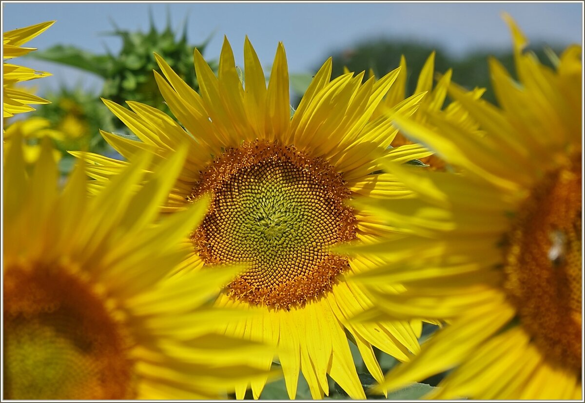 Sonnenblumen. Eine etwas andere Aufnahme.
(04.07.2022)