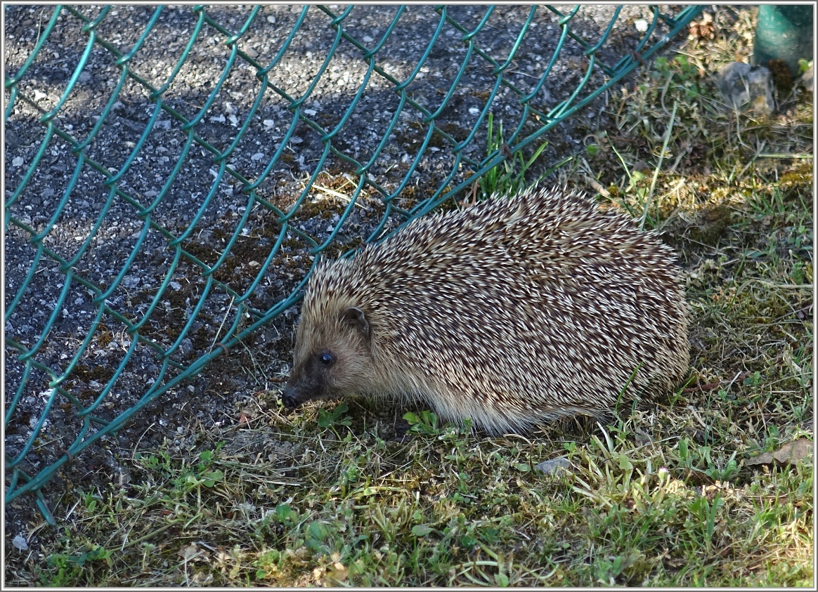 Stacheliger Besuch in unserem Garten.
(08.05.2016)