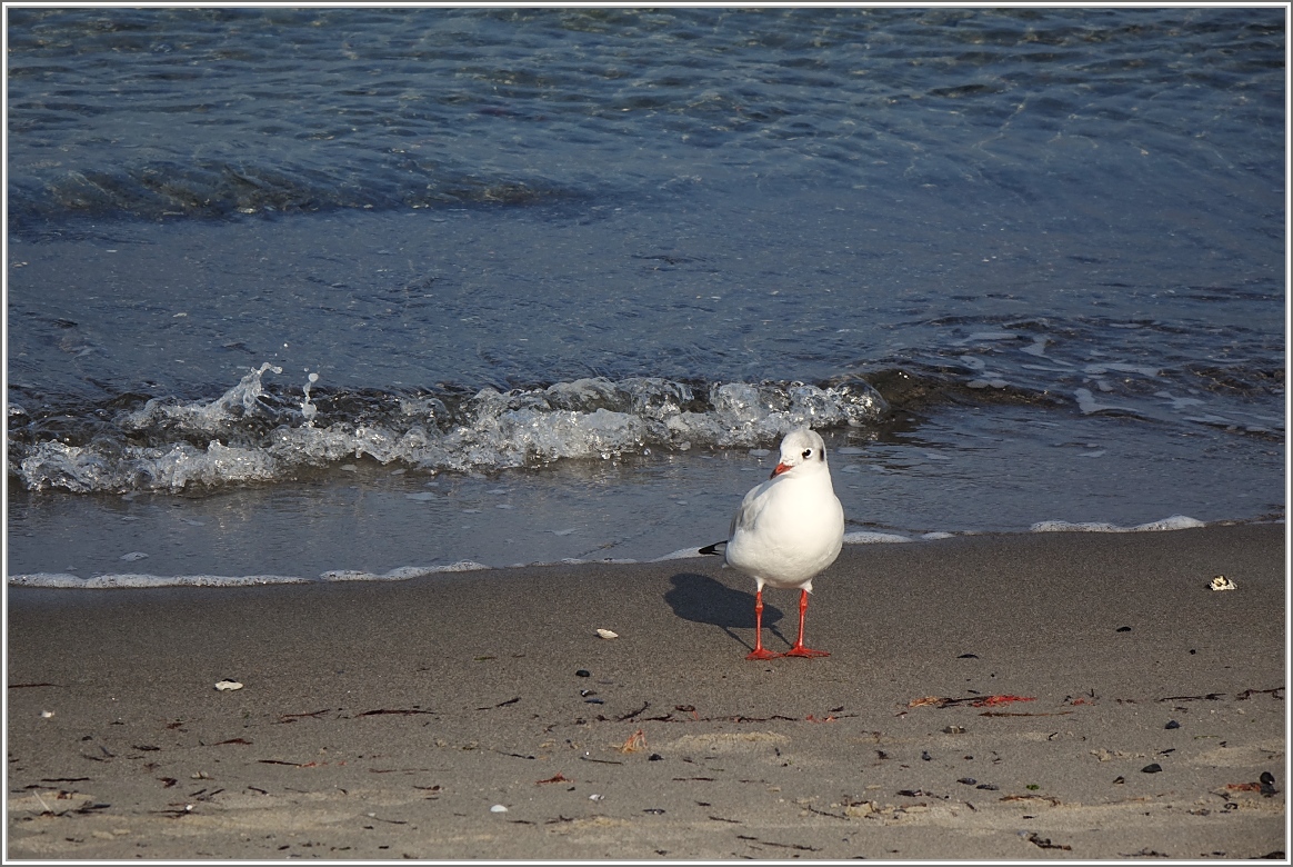Strandleben an der Ostsee
(29.09.2017)