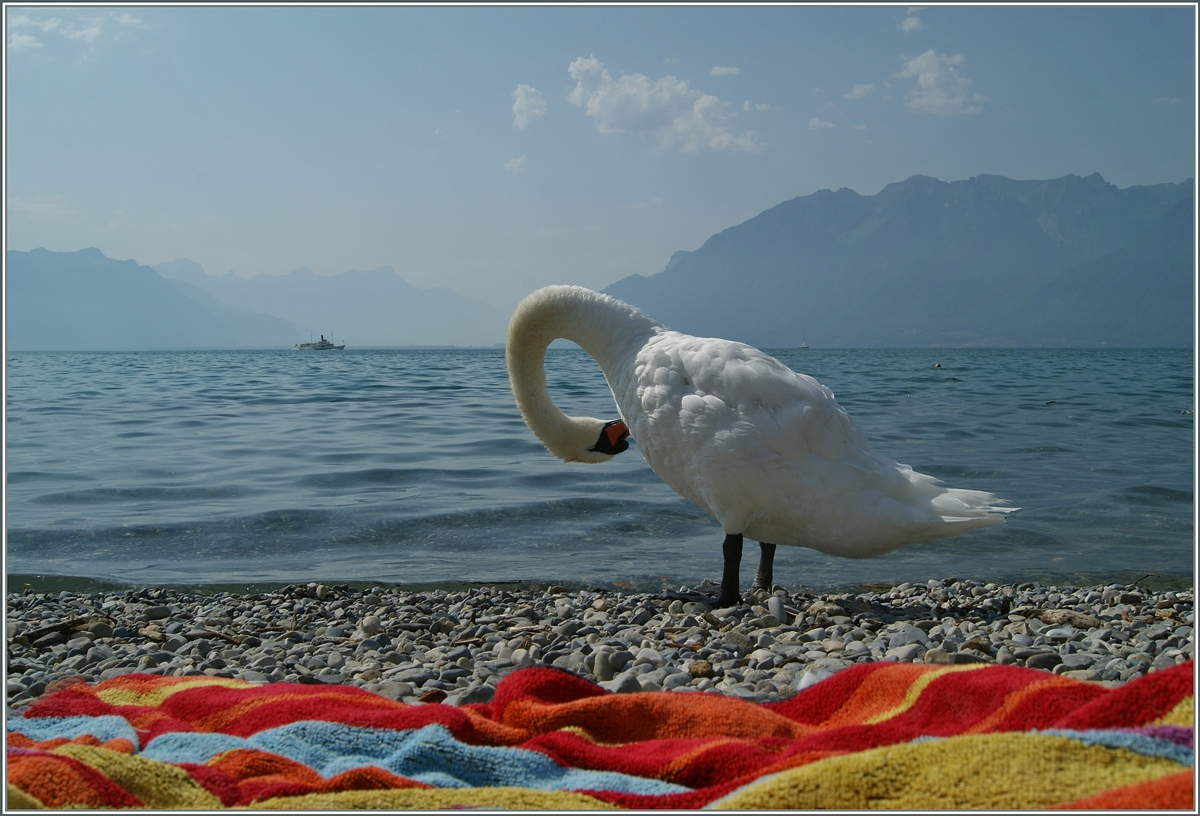 Strandvergüngen am Genfersee...
Sommer 2015