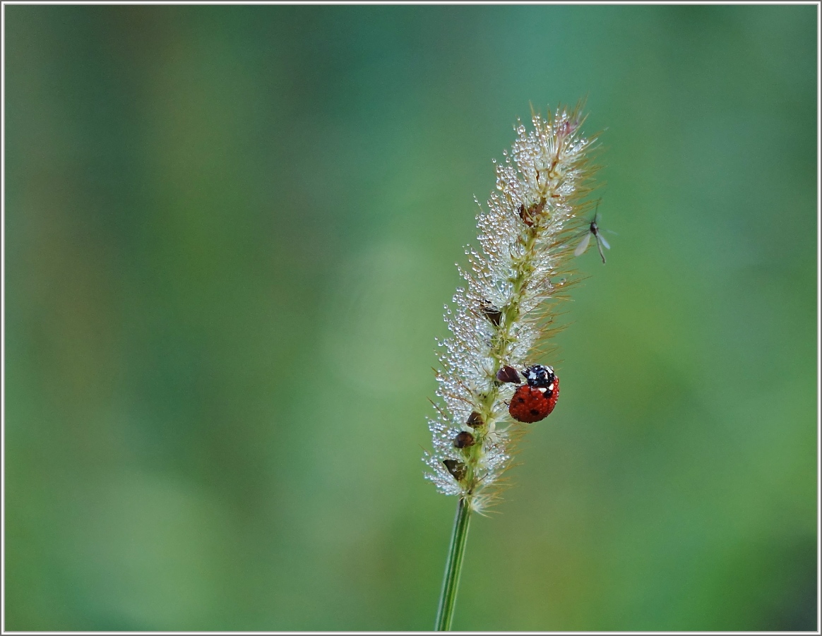 Taufrischer Herbstmorgen.
(08.10.2015)