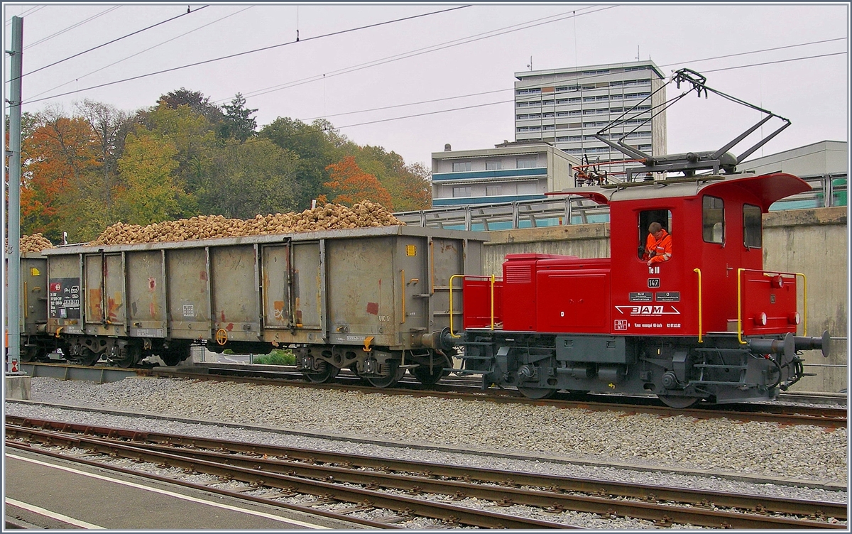 Tm III N° 147 der BAM zieht die mit Zuckerrüben beladenen Eaos von der Rollbockanlage aufs Normalspurgleis. 
Morges 25. Oktober 2007