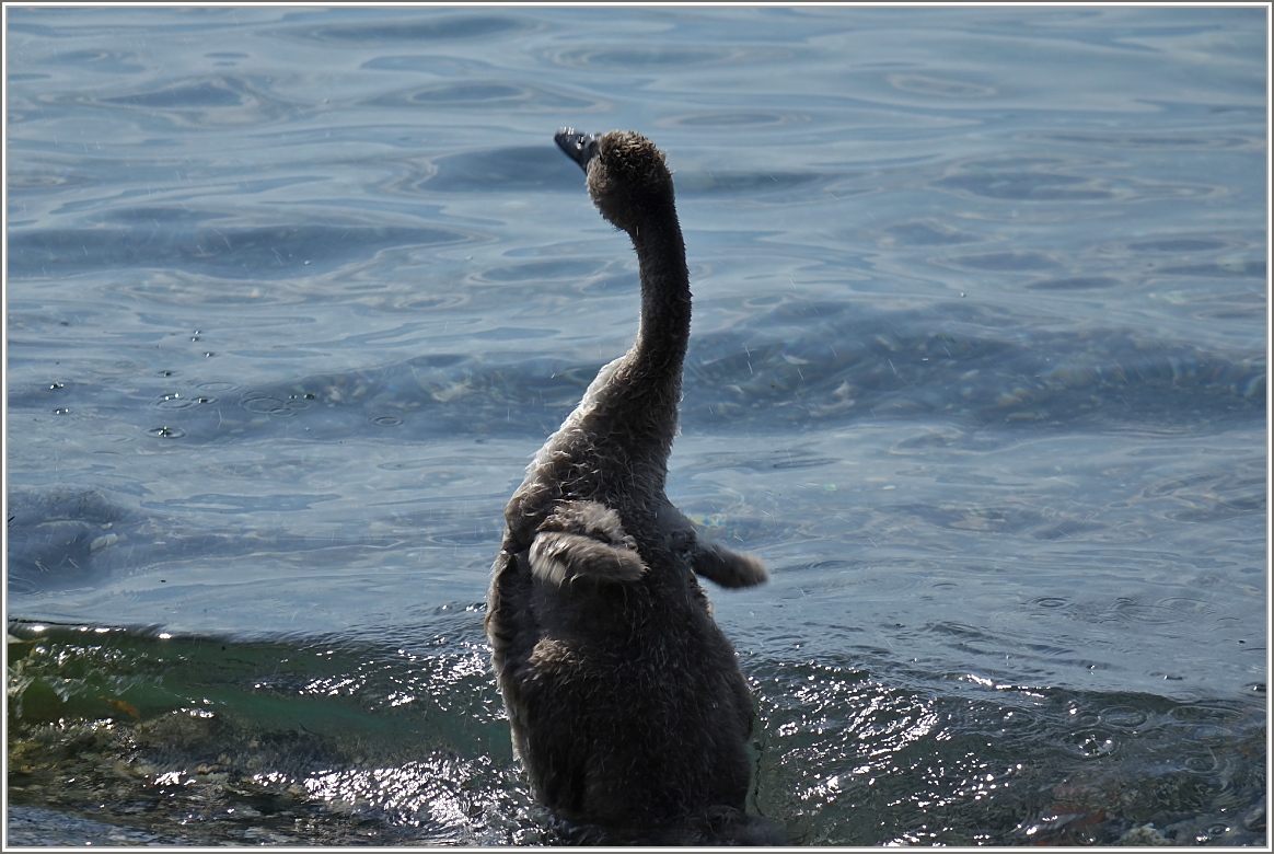 Urmel aus dem Eis...
(07.07.2015)