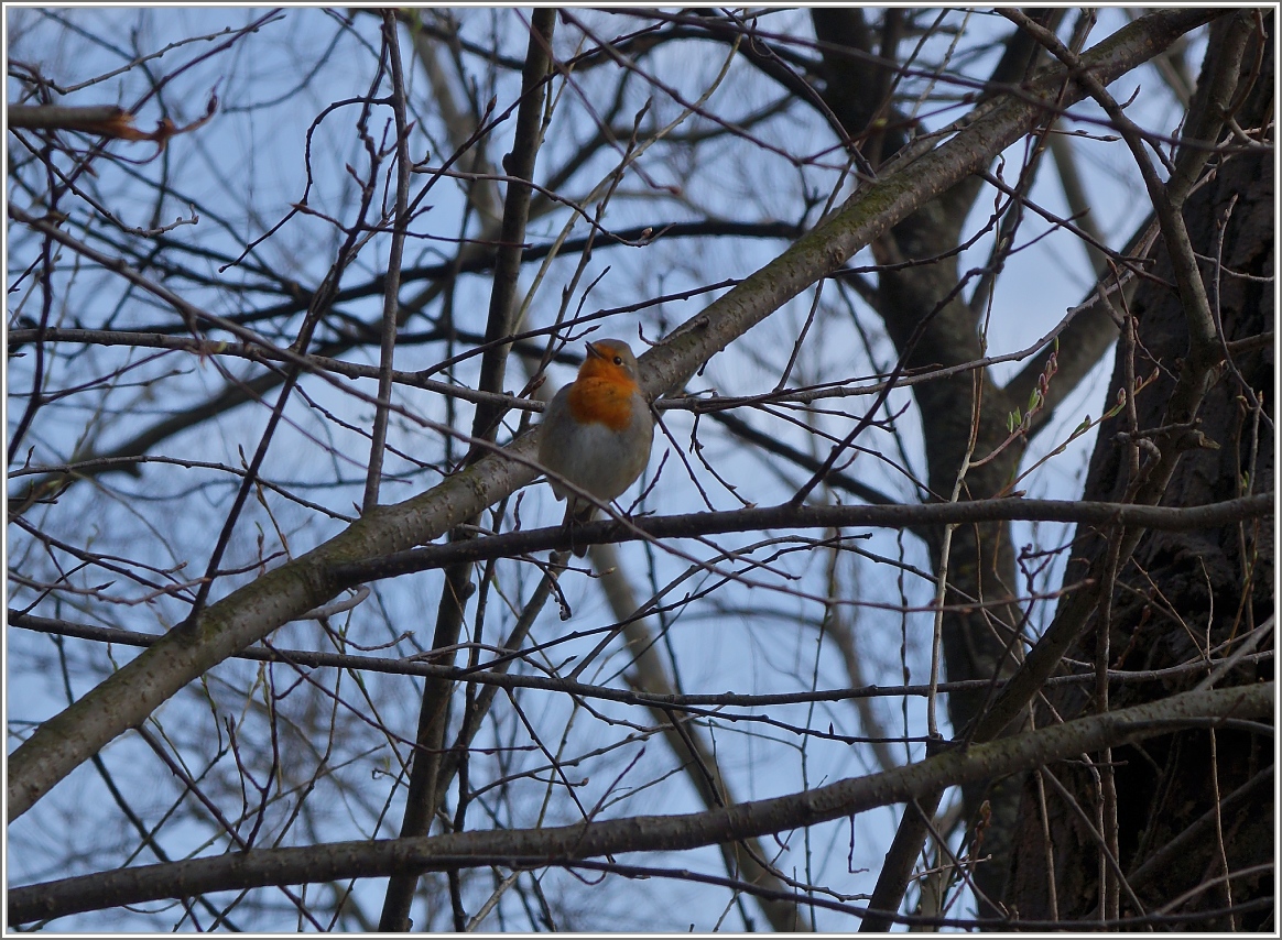 Vergnügt zwitschert dieser kleine Kerl sein Lied in den Frühlingstag.
(18.03.2015)