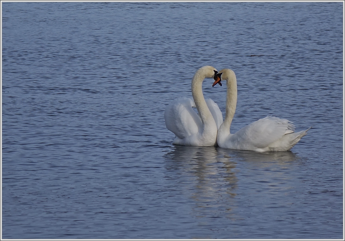 Voller Zuneigung füreinander
(20.01.2018)