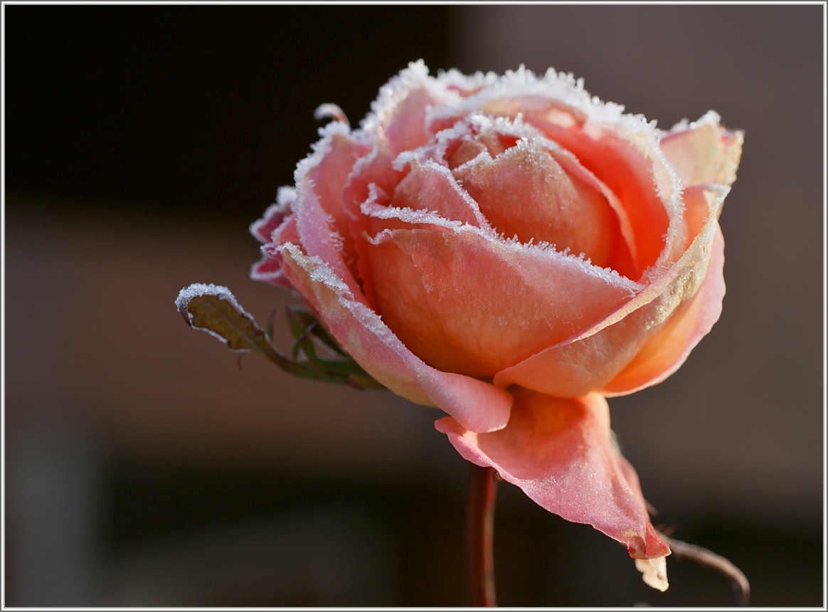 Vom Frost  bezuckerte  Rose.
(02.01.2017)