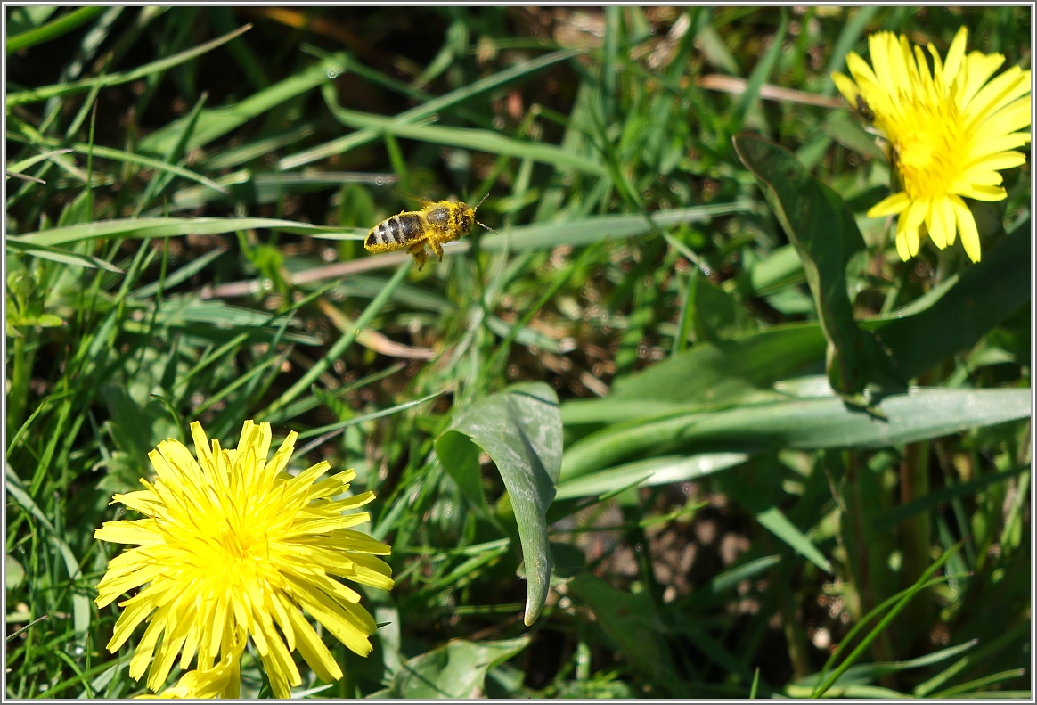 Von Blume zu Blume...
(18.05.2015)