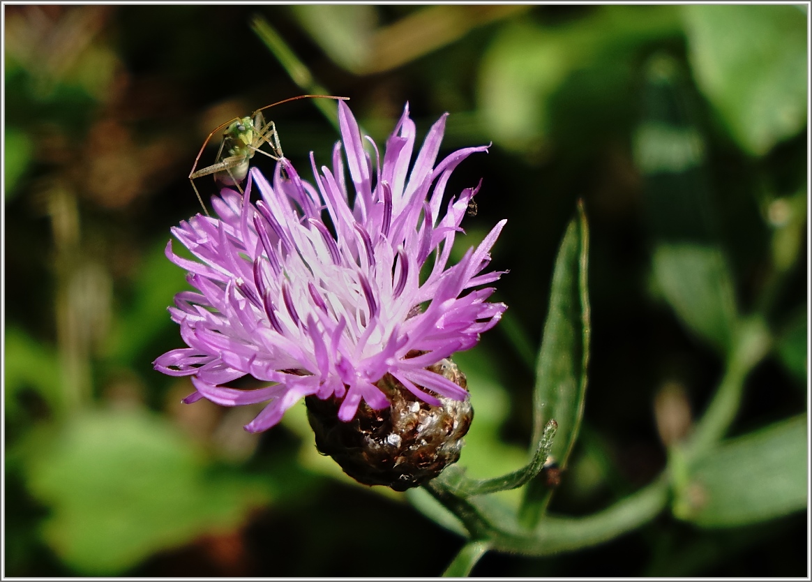 Vorsichtiger Blick über den Blütenrand
(31.07.2014)