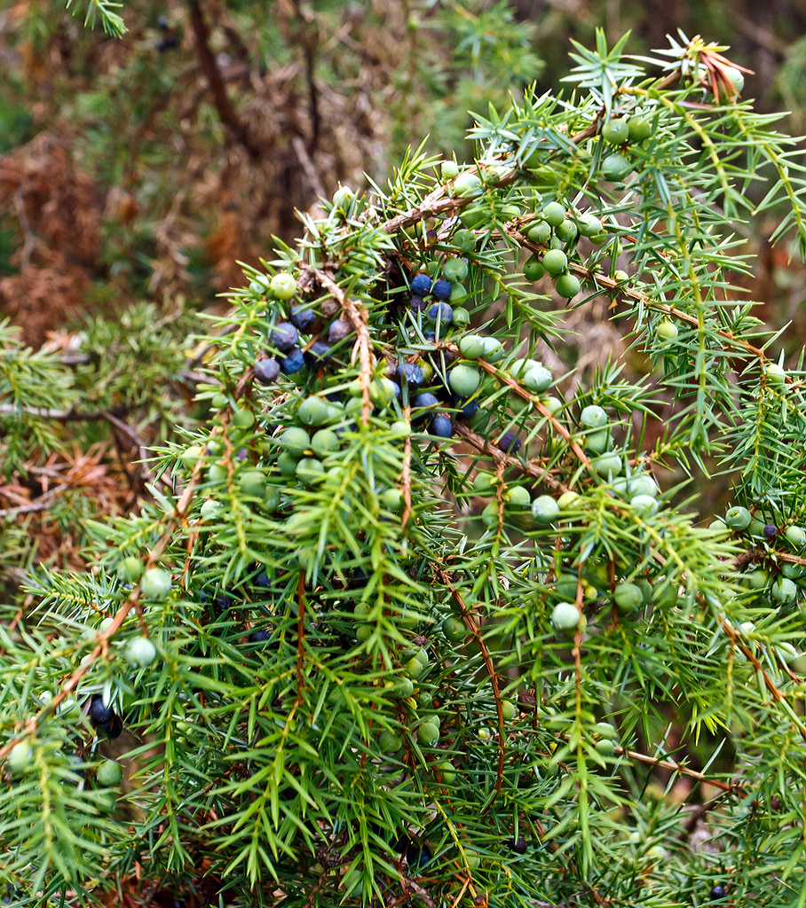 
Wacholderbeeren an einem Wacholderstrauch am 13.08.2014 in der Gambacher Wacholderheide (Burbach).
