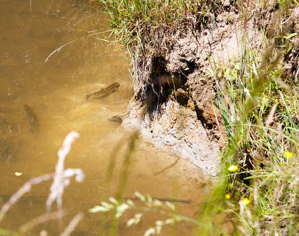 
Wenn es dem Bahnfotografen an der Strecke zu lange dauert bis das nächste Motiv vorbeifährt, schaut er sich nach anderen Motiven um. Er wird aber nicht gleich zum Angler.  Hier sind es wohl Bachforellen am 02.07.2015 in der Weiß bei Wilnsdorf-Rudersdorf.