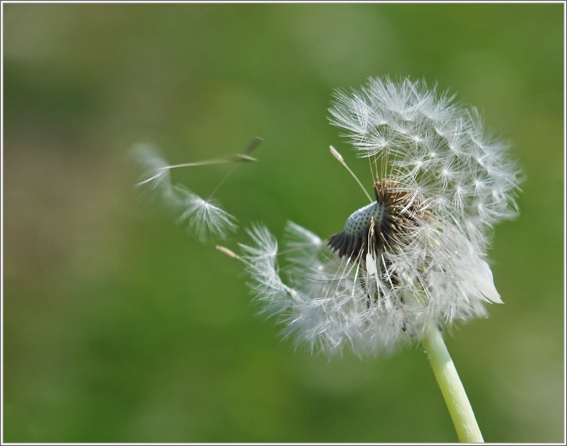 Windspiel mit einer Blume
(23.04.2014)