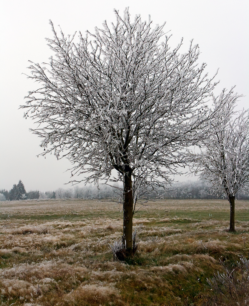 
Winterliche Impressionen
Pünktlich zum 1. Dezember  hat der Winter auf dem Westerwald Einzug gehalten. 
Die Nebeltröpfchen werden zu Eis an den Bäumen. 
Hier ein Blick in die Landschaft bei Nisterberg am 01.12.2014.