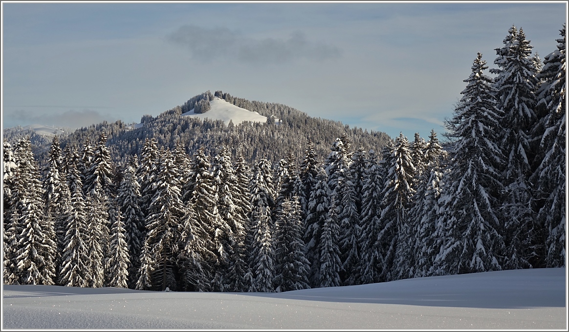 Winterwald auf den Les Pleiades.
(03.02.2015)