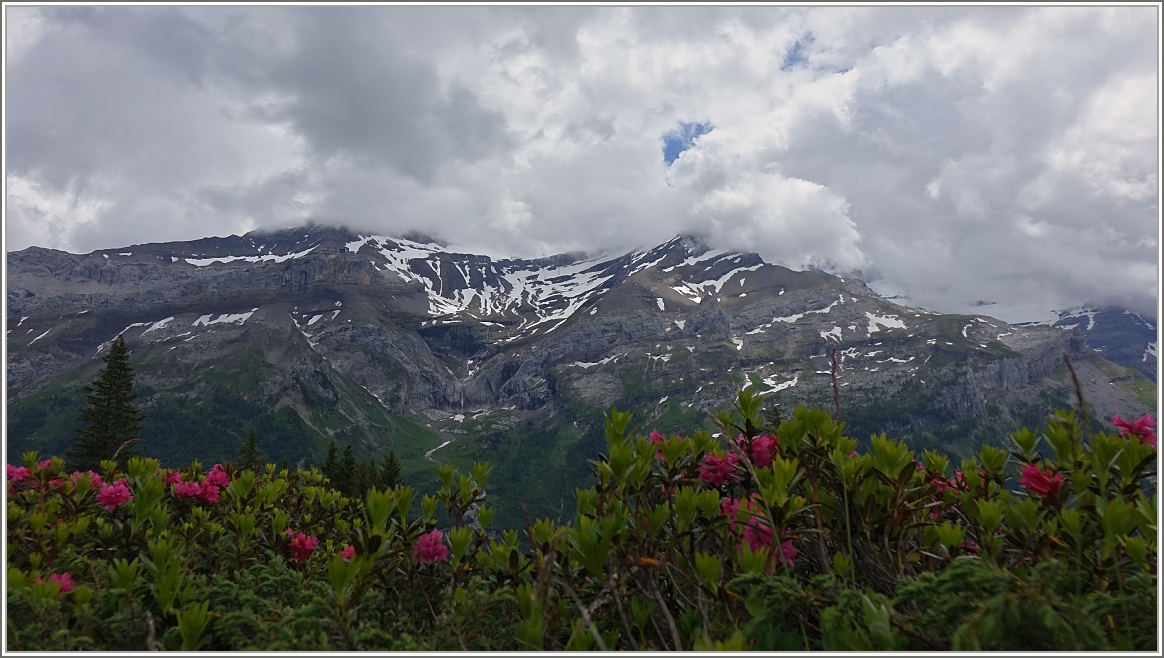 Zeit der Alpenrosen in den Waadtländer Alpen.
(20.06.2015)