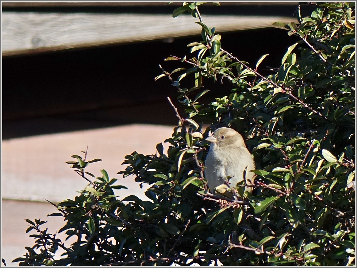 Zufrieden betrachtet der Spatz den Tag.
(24.02.2014)