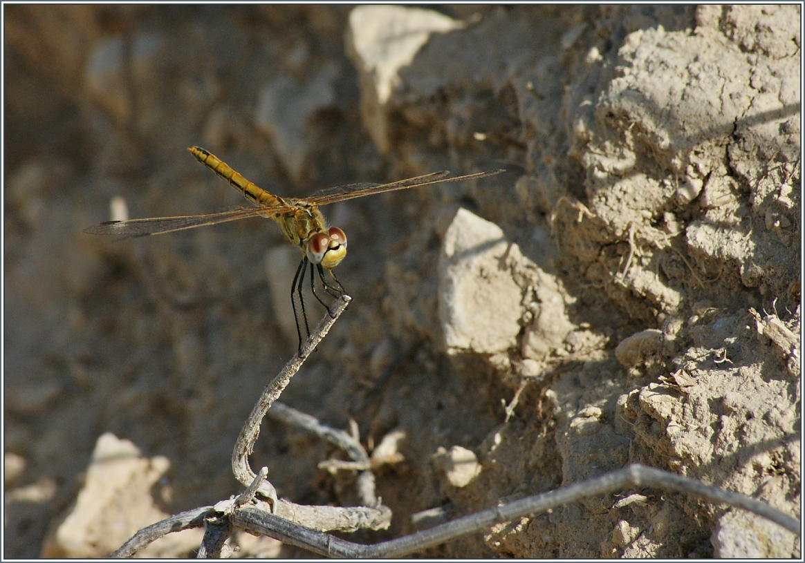 Zur Freude der Fotografin legte diese Libelle eine Flugpause ein.
(29.0.9.2013)