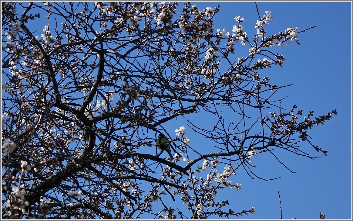 Zwischen blühenden Ästen sass eine kleine Meise und zwitscherte fröhlich ihr Lied.
(22.02.2014)