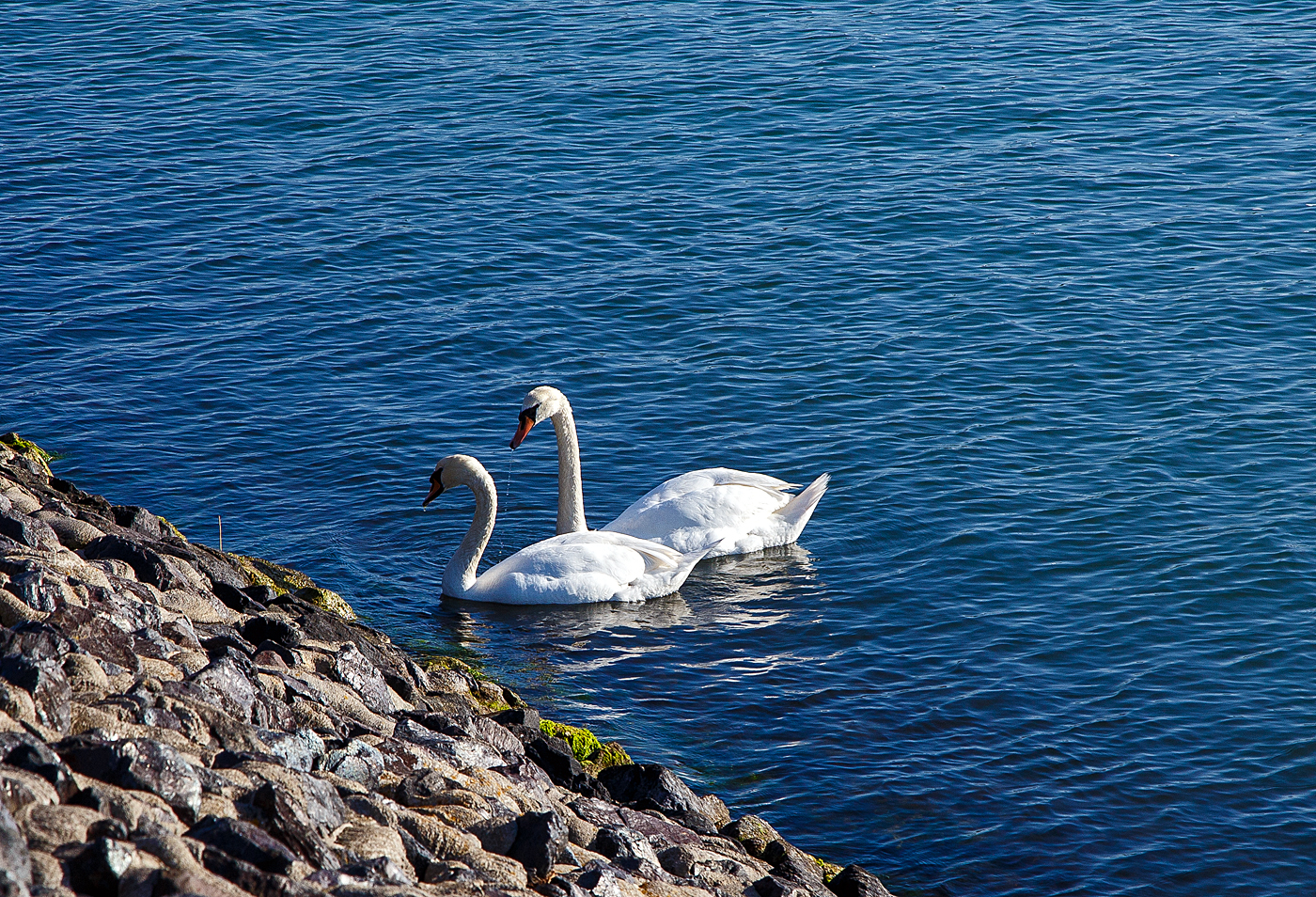 Ehepaar Schwan unterwegs 15 Mai 2022 in Warnemünde.