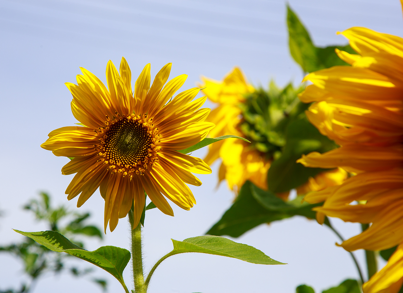 Eine der vielen Sonnenblume in unserem Garten, es gibt auch kleine Blühten.
Herdorf am 24.08.2023