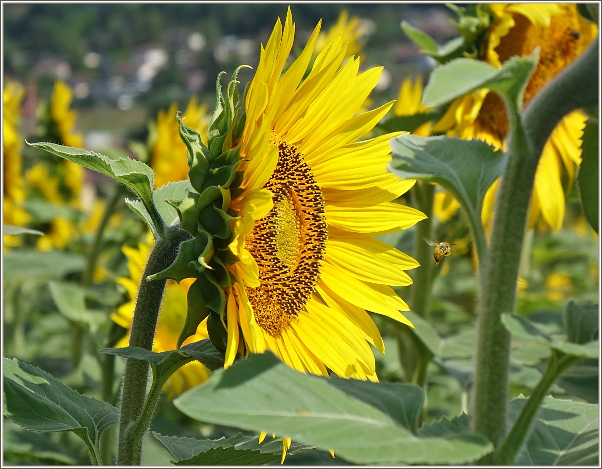 Sonnenblumenzeit
(04.07.2022)