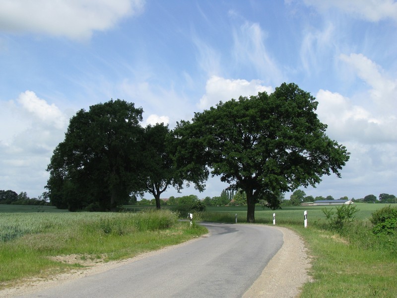 Baumgruppe an der Strae von Hanshagen nach Jeese (NWM) 04.06.2009