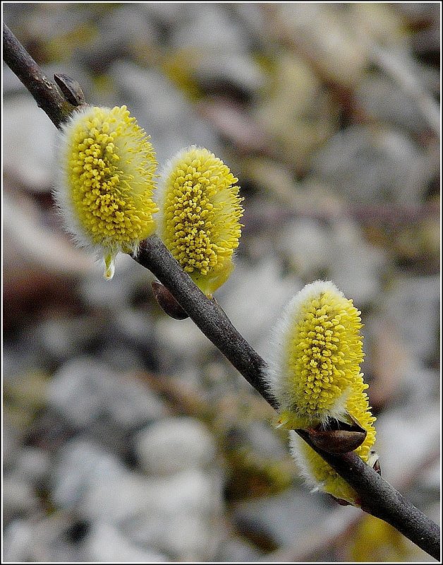 Die Weidenk�tzchen haben ihr Aussehen ver�ndert. 22.03.09 (Jeanny)