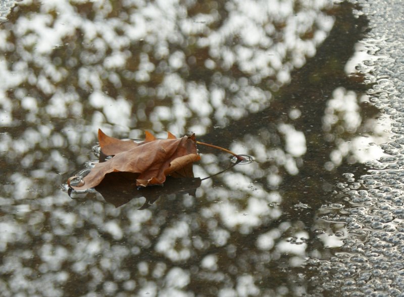 Ein Herbstblatt in einer Regenpfze. Es sieht so aus als wollte es noch ein bischen Wasser aufnehmen um sein von der Natur vorgegebens Ende ein wenig herauszuzgern.  
(November 2008)