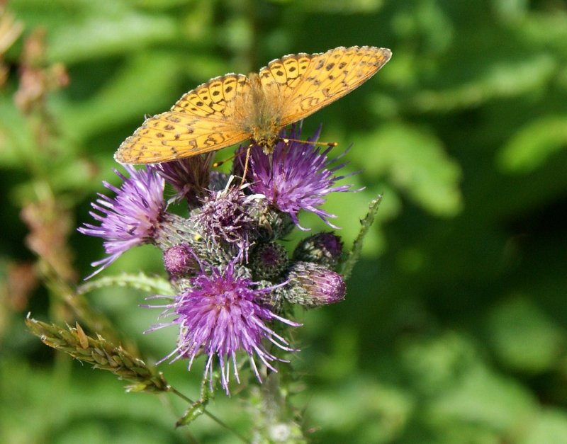 Ein unbekannter Schmetterling bei der Nahrungaufnahme.
(Juli 2009)












