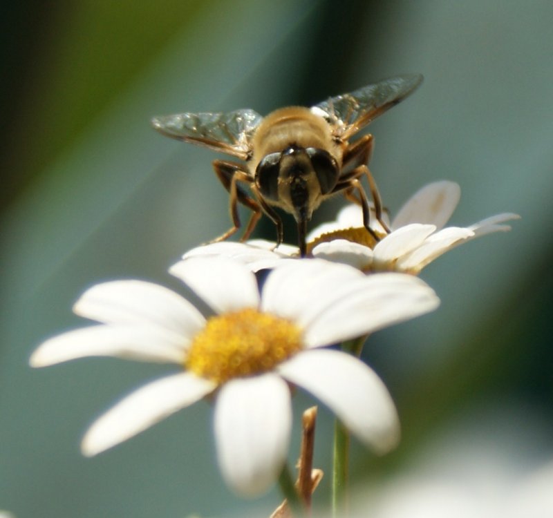 Eine Groe Wollschwebfliege geniesst den Sommer