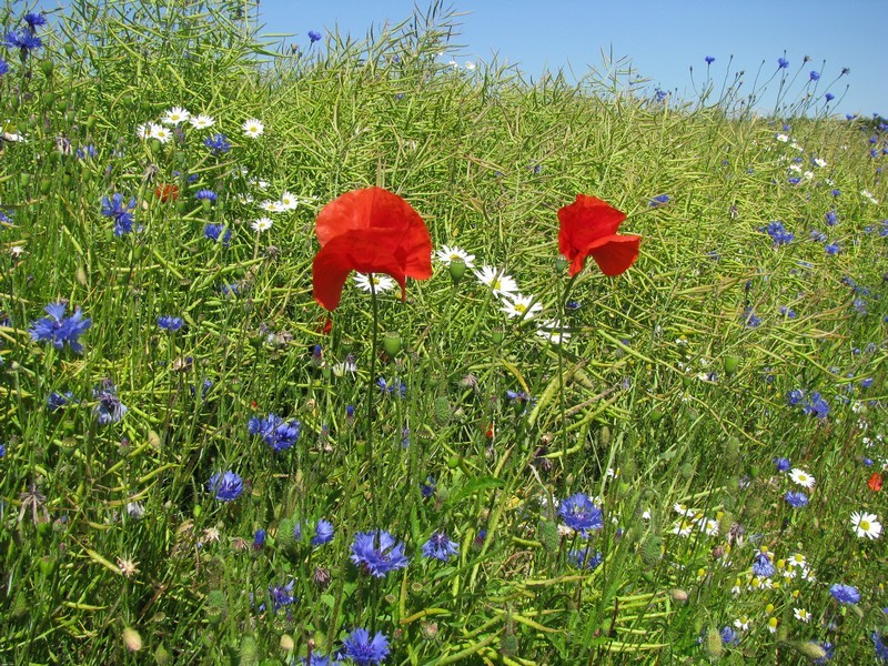 erntereifes Rapsfeld mit typischen Feldblumen