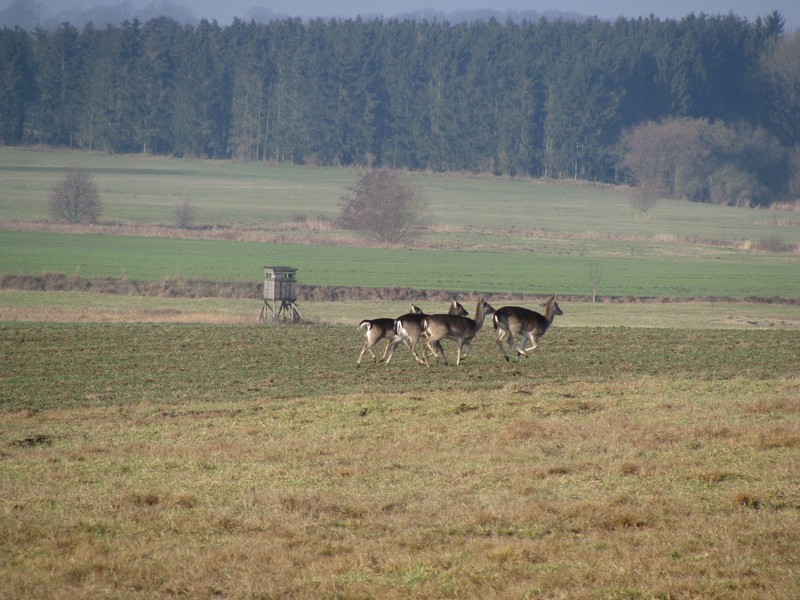 flchtende Rehe bei Questin NWM) 05.02.2009