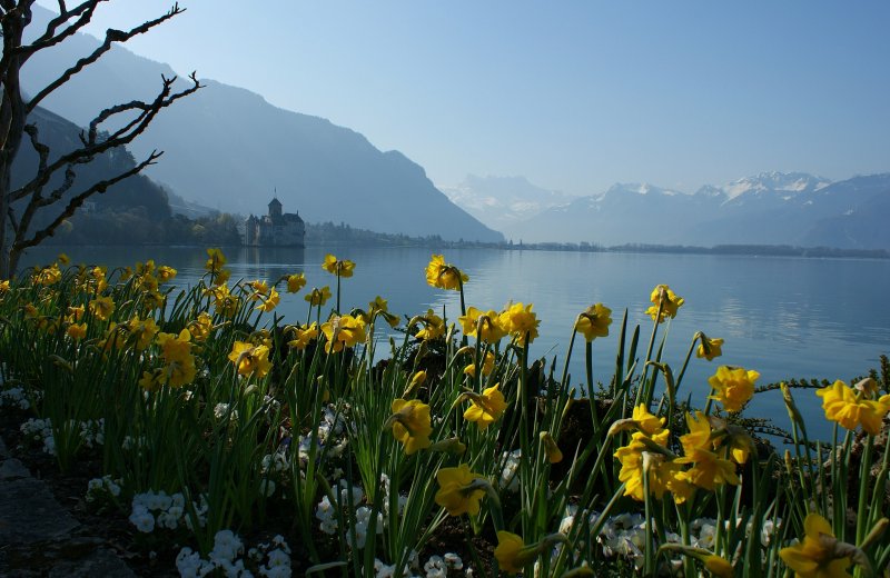 Fr�hling am Genfersee.
(April 2009)
