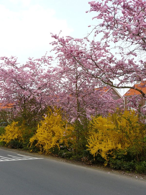 Fr�hling in der Stadt. Leiden 05-04-2009.
