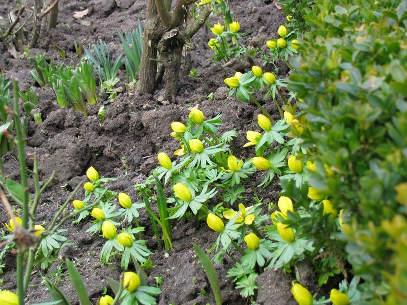 Fr�hlingsblume, Bonnhagen 04.03.2009