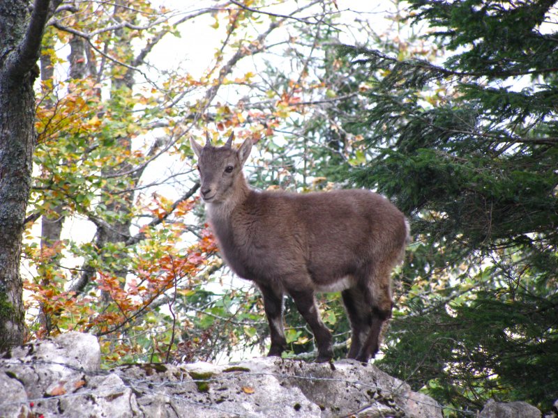 Ganz unvermittelt standn pltzlicheine Steingeiss mit ihrem Kitz auf dem Wanderweg. Beim Weiterfressen neben dem Weg liessen sich die beiden durch nichts stren. Am Creux du Van NE/VD, 14.Oktober 2009