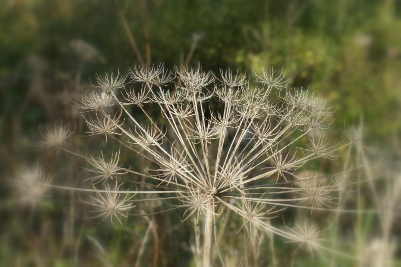 Herbstimpression.
(Oktober 2009)