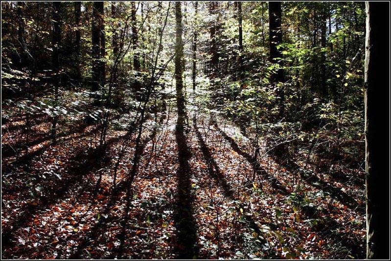 Licht- und Schattenspiel im herbstlichen Wald. 06.11.2005 (Matthias)