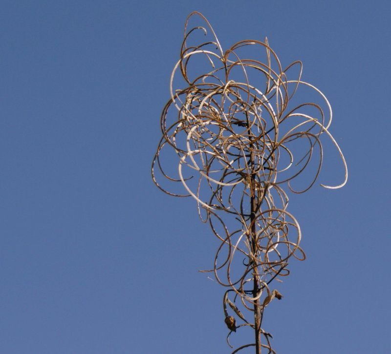 Nat�rliche K�nstlerimpressionen.
(Oktober 2009)