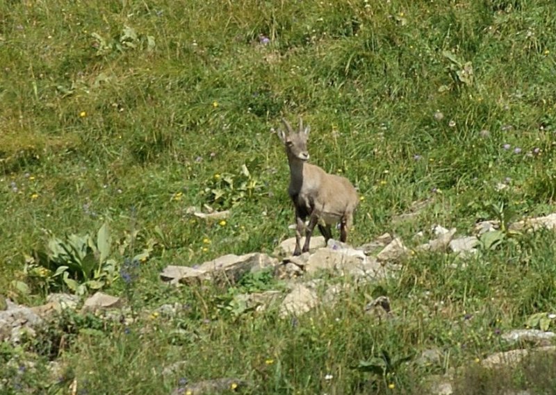 Neugierig kam dieser junge Steinbock etwas nher.
(August 2009)