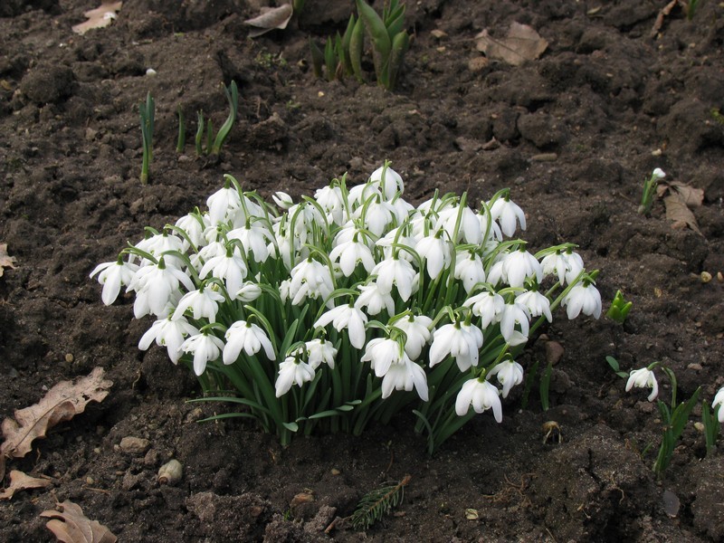 Schneegl�ckchen, Bonnhagen 04.03.2009