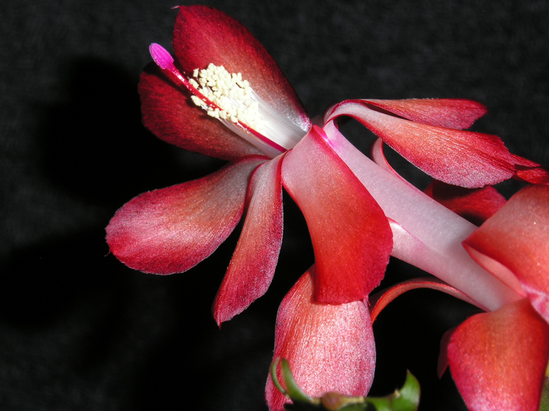 ...schn hat das die Natur hinbekommen..  (Kaktus Schlumbergera) (Werner)