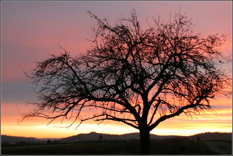 Schon wieder dieser Baum, der hier durch den Morgenhimmel sch�n zur Geltung kommt. 03.12.2008 (Matthias)