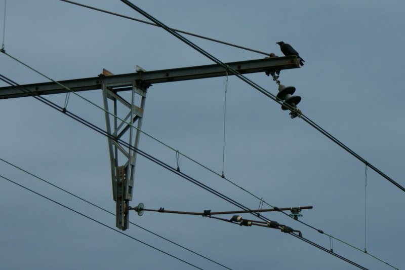 SNCF Fahrleitung im Detail; Der Rabe geh�rt nicht zur Standartausf�hrung.