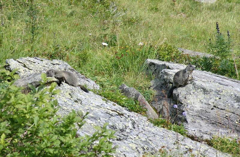 Teamwork: Whrend der eine ein wachsames Auge auf uns hat, erkundet der andere neugierig seine Umgebung. 
(August 2009)