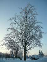 Eine Buche auf dem Landberg gl�nzt in der Sonne wie Kristalle.
