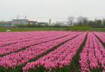 Tulpen Wasbeeklaan, Warmond 06-04-2014.