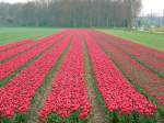 Tulpen Klinkenberg, Sassenheim 06-04-2014.