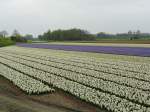 Blumenfelder bei Sassenheim 06-04-2014.